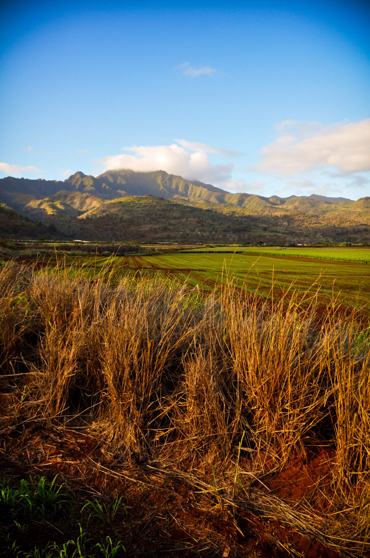Drive along Kamehameha Highway toward the North Shore, passing beneath the towering slopes of Mount Kaʻala.